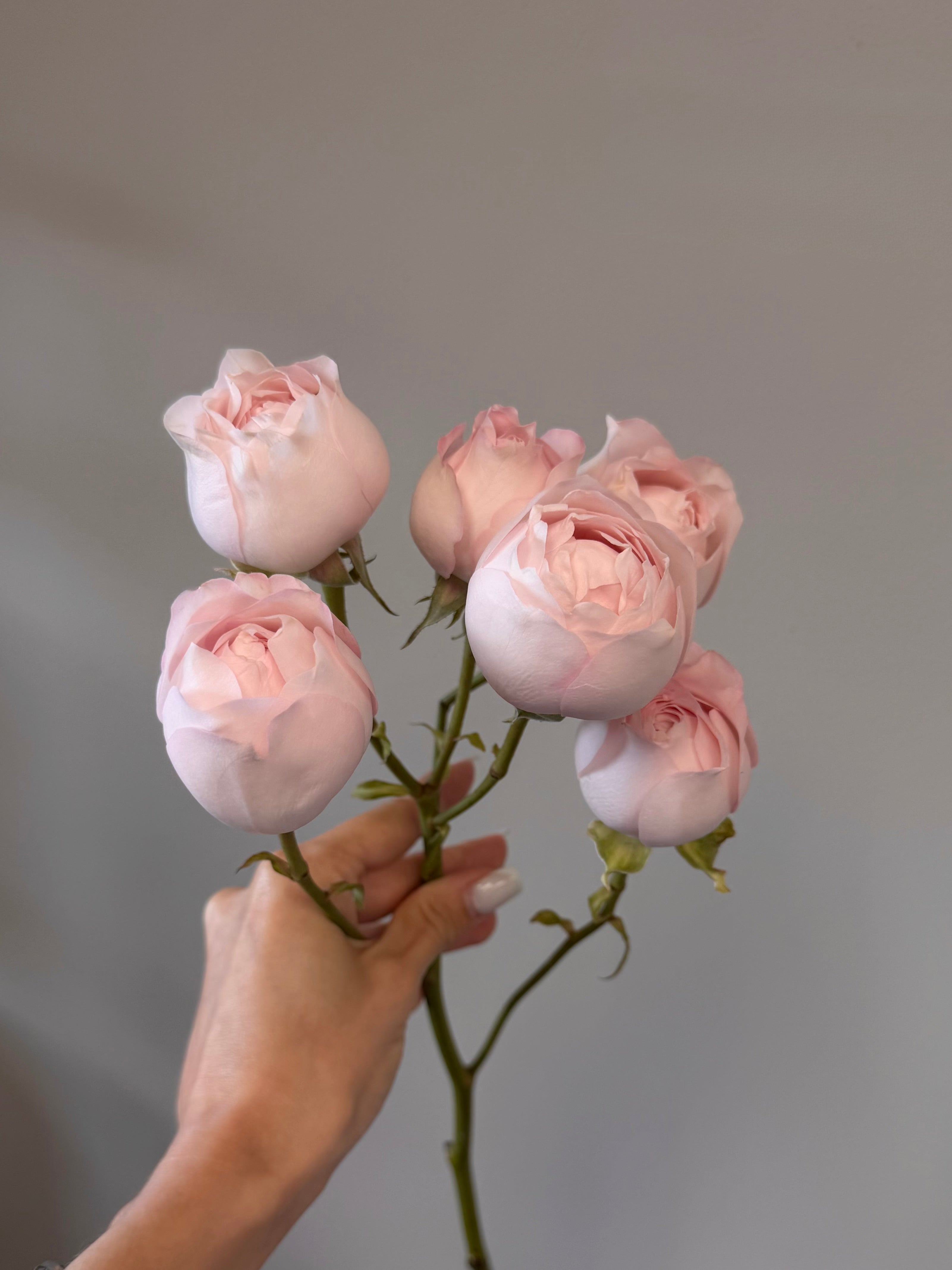 Signature Spray Garden Roses