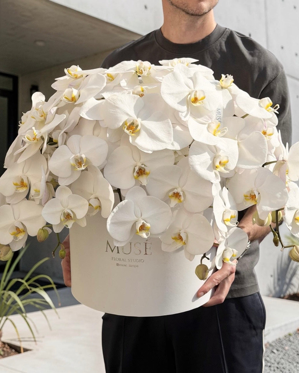 Muse White Orchid Cloud