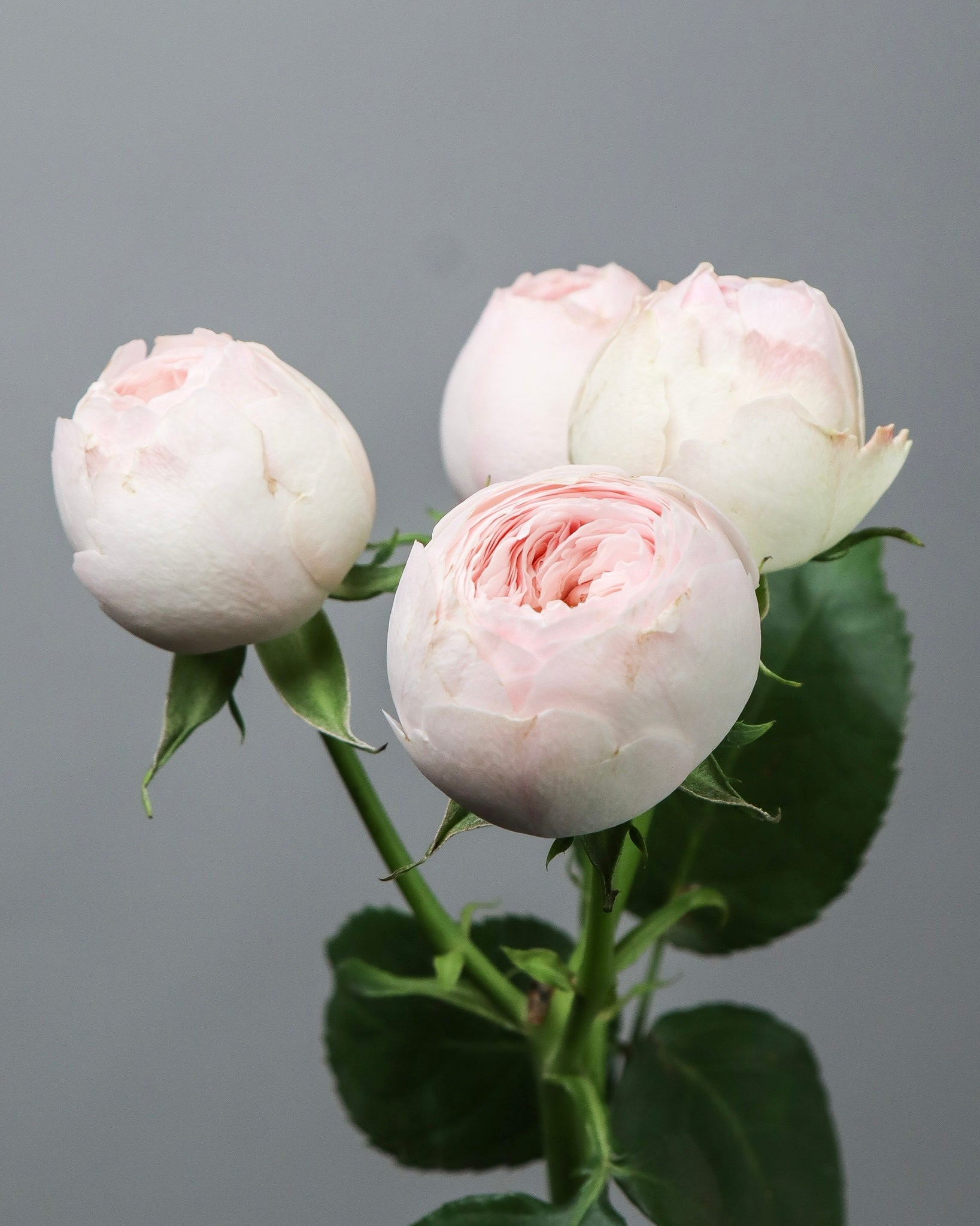 Muse Spray Garden Roses