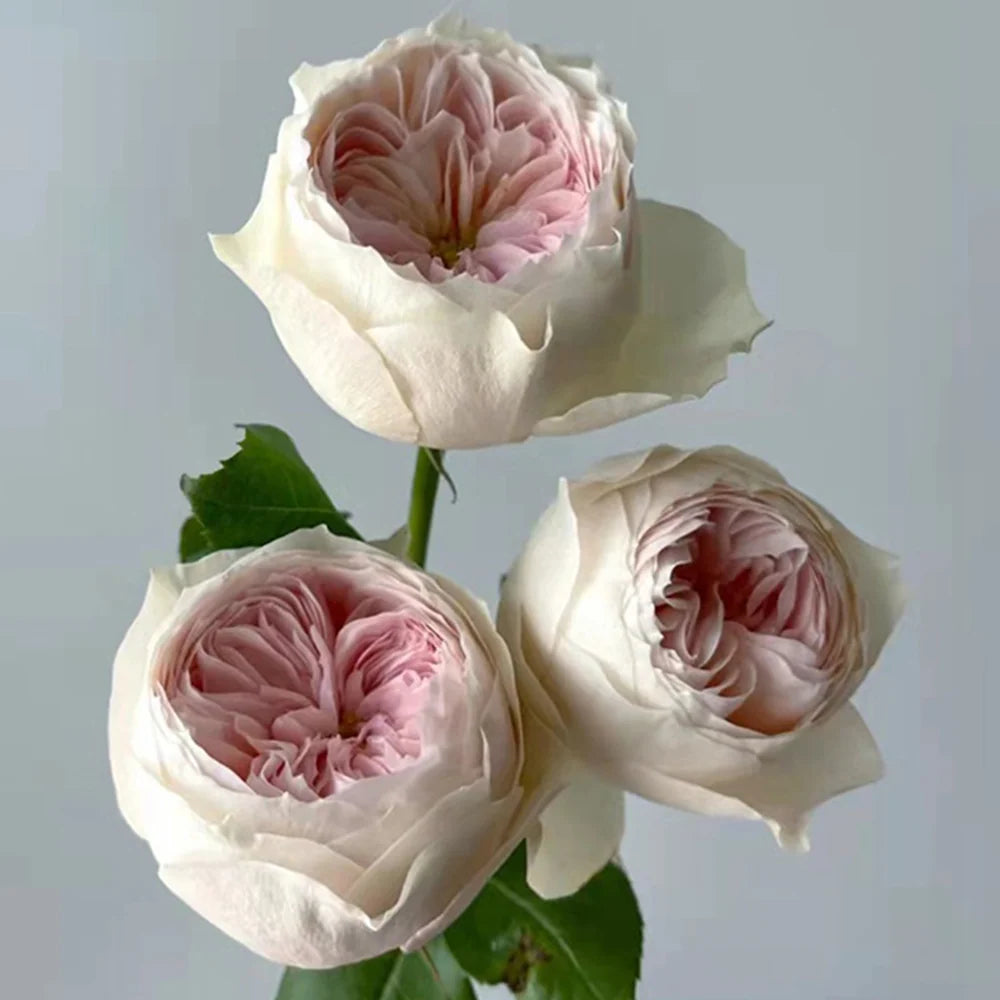 Emma Garden Rose Bouquet